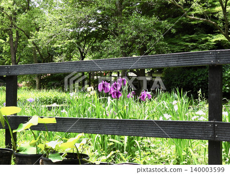 Iris Iris 140003599