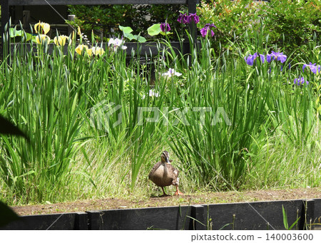 Iris and spot-billed ducks Iris and spot-billed ducks 140003600
