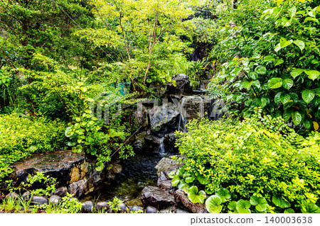 Amami Oshima Island: Mangrove Forest Landscape Amami Oshima Island: Mangrove Forest Landscape 140003638