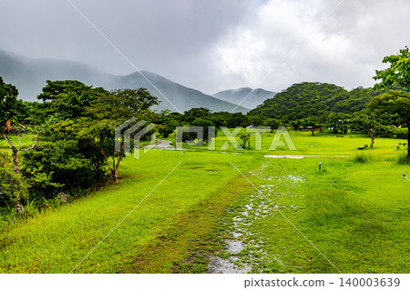Amami Oshima Island: Mangrove Forest Landscape Amami Oshima Island: Mangrove Forest Landscape 140003639