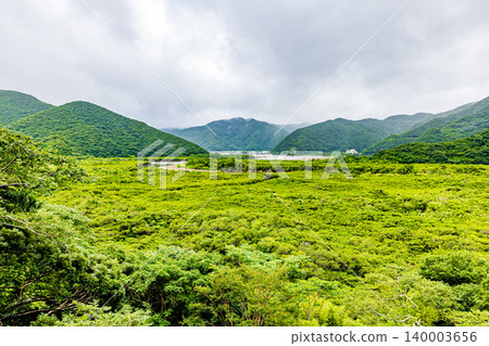 奄美大島:紅樹林景觀 奄美大島:紅樹林景觀 140003656