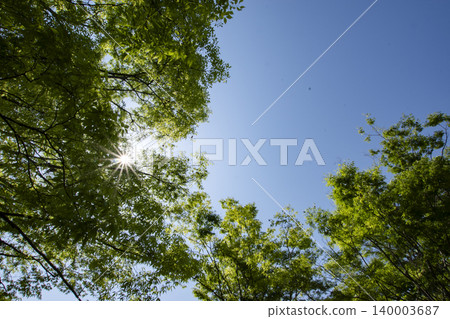 Copy space for the green of May and the clear blue sky Copy space for the green of May and the clear blue sky 140003687