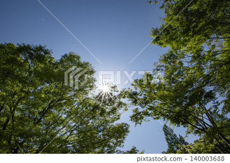 Copy space for the green of May and the clear blue sky Copy space for the green of May and the clear blue sky 140003688