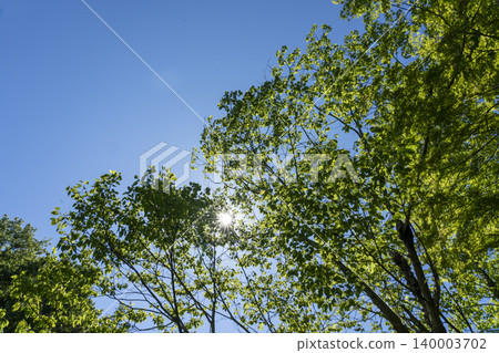 Copy space for the green of May and the clear blue sky Copy space for the green of May and the clear blue sky 140003702