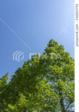 Copy space for the green of May and the clear blue sky Copy space for the green of May and the clear blue sky 140003705