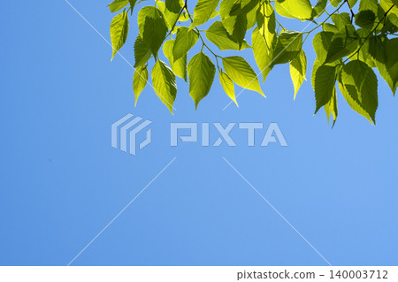 Copy space for the green of May and the clear blue sky 140003712