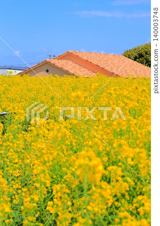 Rape flower field and blue sky Soleil Hill Rape flower field and blue sky Soleil Hill 140003748