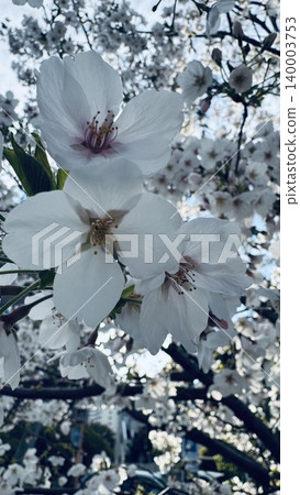 Close-up of full bloom cherry blossoms Close-up of full bloom cherry blossoms 140003753