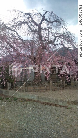 在垂枝櫻花樹下 140003762