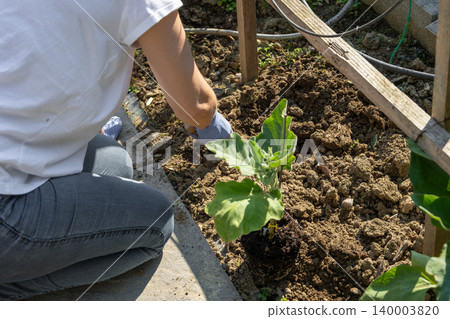 Person wearing gloves kneeling to plant a green eggplant seedling into dark organic garden soil, seasonal backyard cultivation showing care, growth and homegrown food development Person wearing gloves kneeling to plant a green eggplant seedling into dark organic garden soil, seasonal backyard cultivation showing care, growth and homegrown food development 140003820