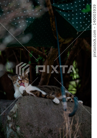 A Bengal-patterned stray cat relaxing with an umbrella held over it on a rainy day. 140003939