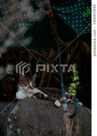 下雨天，一隻孟加拉貓悠閒地撐著傘。 140003940