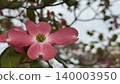 桃紅色山茱萸花 140003950