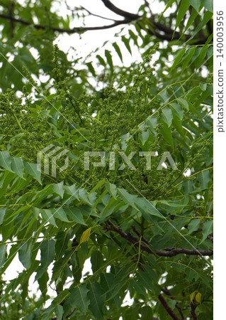 Ailanthus altissima buds, May 2026 Ailanthus altissima buds, May 2026 140003956