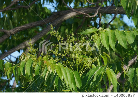 Ailanthus altissima buds, May 2026 Ailanthus altissima buds, May 2026 140003957