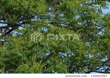 Ailanthus altissima buds, May 2026 Ailanthus altissima buds, May 2026 140003967
