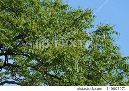Ailanthus altissima buds, May 2026 Ailanthus altissima buds, May 2026 140003971
