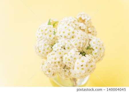 Arranging Spiraea flowers and taking indoor photos against a yellow background (14) Arranging Spiraea flowers and taking indoor photos against a yellow background (14) 140004045