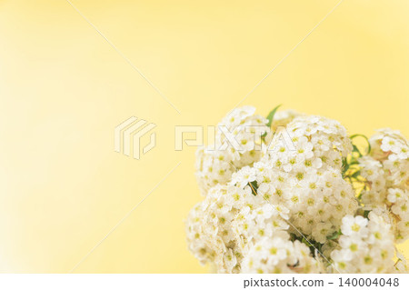 室內拍攝的繡線菊,背景為黃色(20張照片) 室內拍攝的繡線菊,背景為黃色(20張照片) 140004048