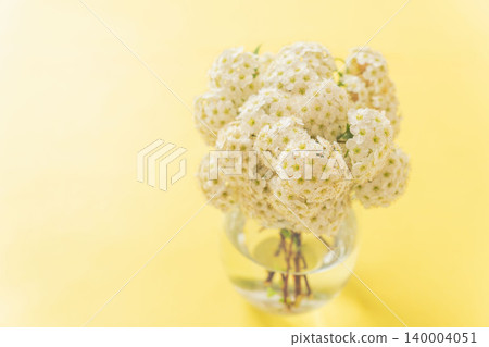 Arranged Spiraea flowers, photographed indoors against a yellow background (23) Arranged Spiraea flowers, photographed indoors against a yellow background (23) 140004051