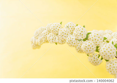 Spiraea flowers photographed indoors against a yellow background (36) 140004062
