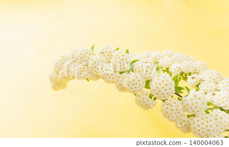 室內拍攝的繡線菊,背景為黃色(37) 室內拍攝的繡線菊,背景為黃色(37) 140004063