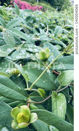 Greenery and flower buds after the rain Greenery and flower buds after the rain 140004066