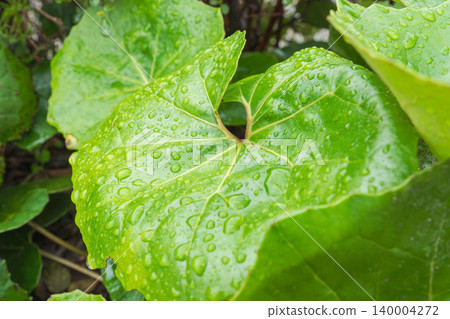 春雨浸濕的豹紋草 08 春雨浸濕的豹紋草 08 140004272