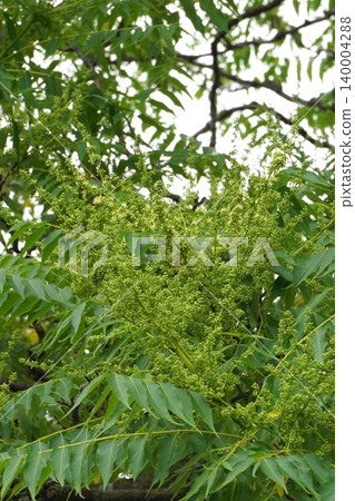 臭椿（Ailanthus altissima）的花朵開始綻放－2026年5月 140004288