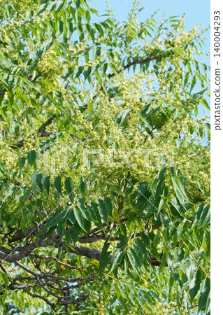 臭椿(Ailanthus altissima)的花朵開始綻放-2026年5月 臭椿(Ailanthus altissima)的花朵開始綻放-2026年5月 140004293