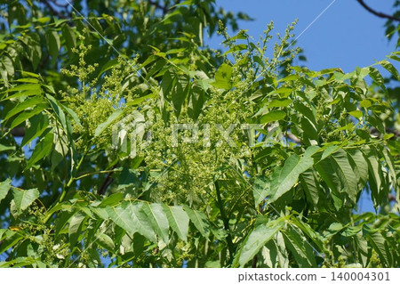 臭椿(Ailanthus altissima)的花朵開始綻放-2026年5月 臭椿(Ailanthus altissima)的花朵開始綻放-2026年5月 140004301