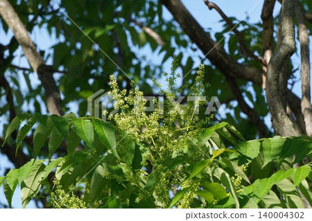 臭椿(Ailanthus altissima)的花朵開始綻放-2026年5月 臭椿(Ailanthus altissima)的花朵開始綻放-2026年5月 140004302