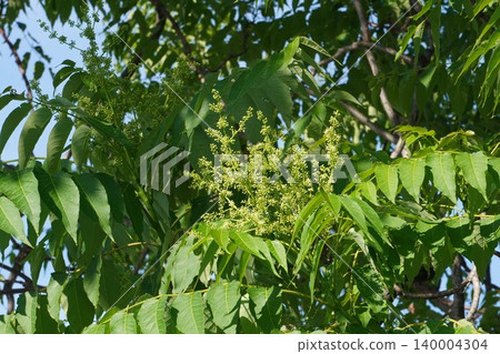 臭椿(Ailanthus altissima)的花朵開始綻放-2026年5月 臭椿(Ailanthus altissima)的花朵開始綻放-2026年5月 140004304