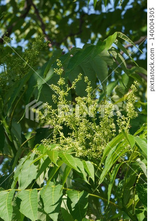 臭椿(Ailanthus altissima)的花朵開始綻放-2026年5月 臭椿(Ailanthus altissima)的花朵開始綻放-2026年5月 140004305