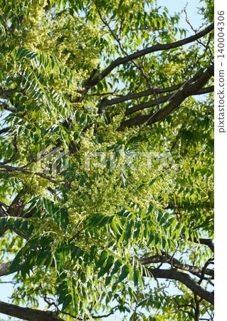臭椿(Ailanthus altissima)的花朵開始綻放-2026年5月 臭椿(Ailanthus altissima)的花朵開始綻放-2026年5月 140004306