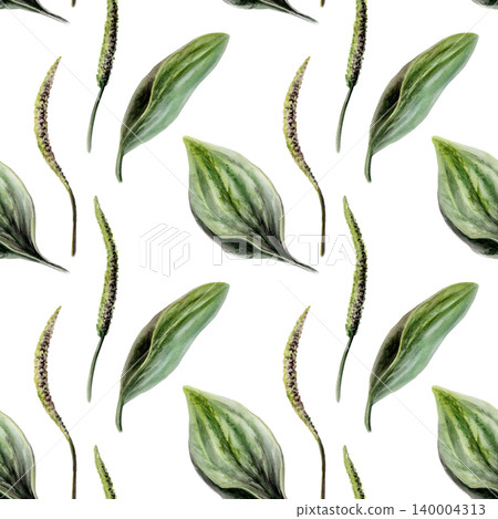 Plantain seamless pattern watercolor illustration. Plantago medicinal herb for wound healing pharmacy branding, first aid remedy packaging, regenerative skin care design, herbal wellness print Plantain seamless pattern watercolor illustration. Plantago medicinal herb for wound healing pharmacy branding, first aid remedy packaging, regenerative skin care design, herbal wellness print 140004313