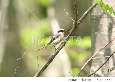 Shrike (Lanius bucephalus), male, a wild bird of Hokkaido. 140004338