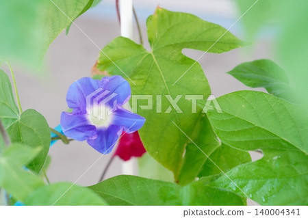 牽牛花和綠葉的特寫：夏日景色，自然風光。 140004341