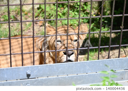 一隻雌獅從動物園的圍欄後面目不轉睛地盯著我。 一隻雌獅從動物園的圍欄後面目不轉睛地盯著我。 140004436