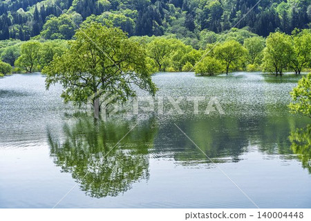 Shirakawa Lake and submerged forest in fresh greenery, Iide Town, Yamagata Prefecture Shirakawa Lake and submerged forest in fresh greenery, Iide Town, Yamagata Prefecture 140004448