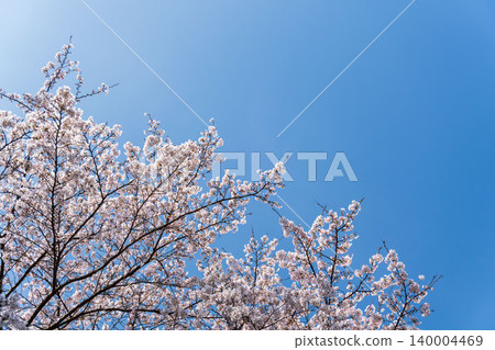 Springtime fields and mountains, gazing up at the blue sky and white cherry blossoms (21) Springtime fields and mountains, gazing up at the blue sky and white cherry blossoms (21) 140004469