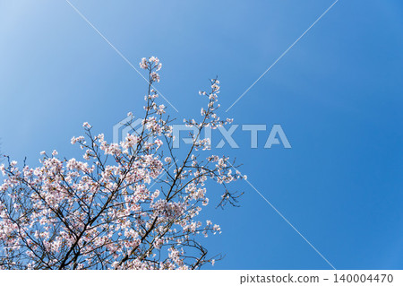 Springtime fields and mountains, gazing up at the blue sky and white cherry blossoms (22) Springtime fields and mountains, gazing up at the blue sky and white cherry blossoms (22) 140004470