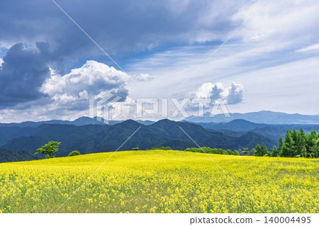 Rapeseed flowers blooming in early summer at the flower fields of San-no-Kura Plateau (ski resort), Kitakata City, Fukushima Prefecture. Rapeseed flowers blooming in early summer at the flower fields of San-no-Kura Plateau (ski resort), Kitakata City, Fukushima Prefecture. 140004495