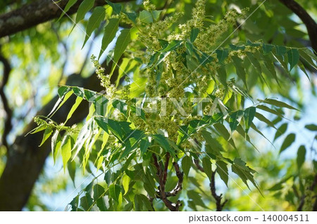 Ailanthus altissima flowers, May 2026 Ailanthus altissima flowers, May 2026 140004511