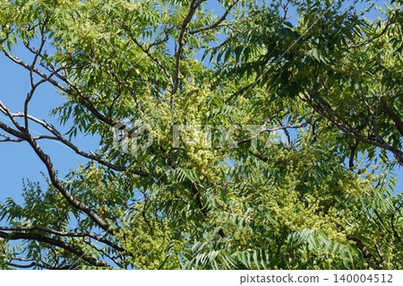 Ailanthus altissima flowers, May 2026 Ailanthus altissima flowers, May 2026 140004512