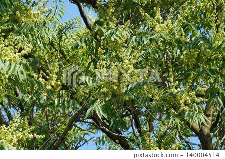 Ailanthus altissima flowers, May 2026 Ailanthus altissima flowers, May 2026 140004514