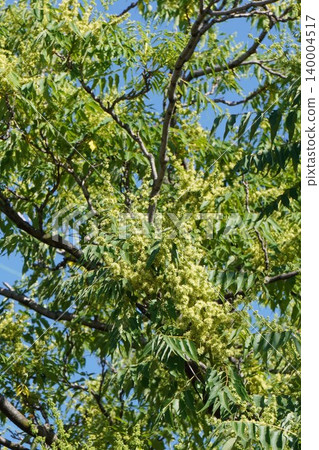 Ailanthus altissima flowers, May 2026 Ailanthus altissima flowers, May 2026 140004517