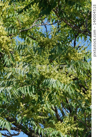 Ailanthus altissima flowers, May 2026 Ailanthus altissima flowers, May 2026 140004518
