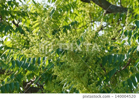 Ailanthus altissima flowers, May 2026 140004520