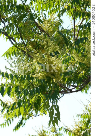Ailanthus altissima flowers, May 2026 Ailanthus altissima flowers, May 2026 140004528